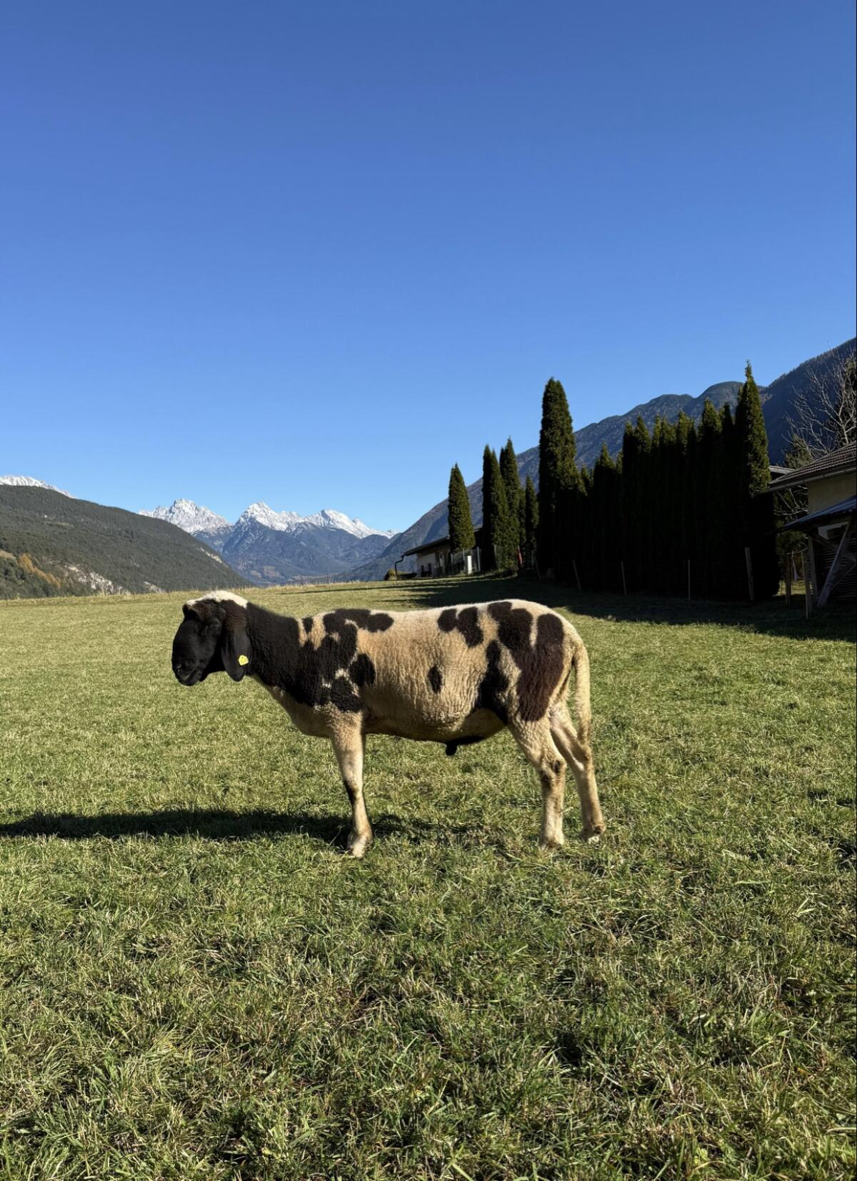 Vergebe 3-jährigen HB Tscheggenwidder 1b bewertet 2