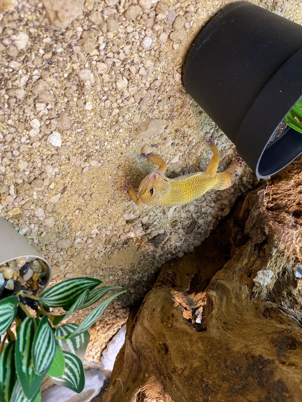 Umfunktioniertes Aquarium und Deko 2