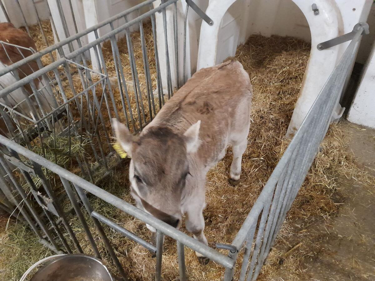 Verkaufe 2 graue Stierkälber 2