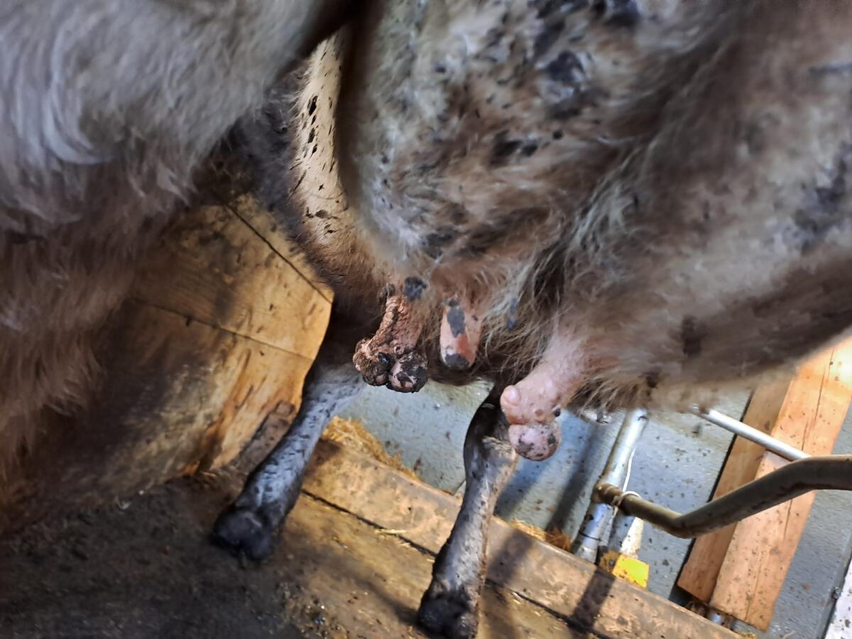 Braunvieh Kalbin, ev. als Ammenkuh 2