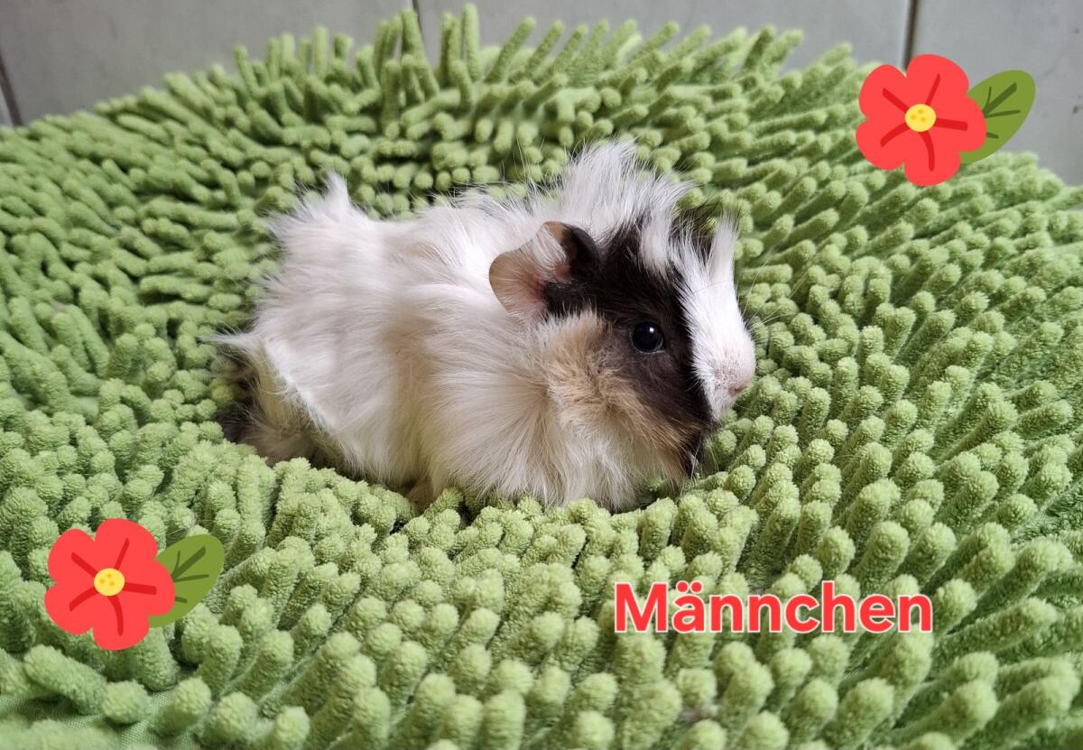 Süße Meerschweinchen (Rosetten, Lunkarya und Glatthaar) 3