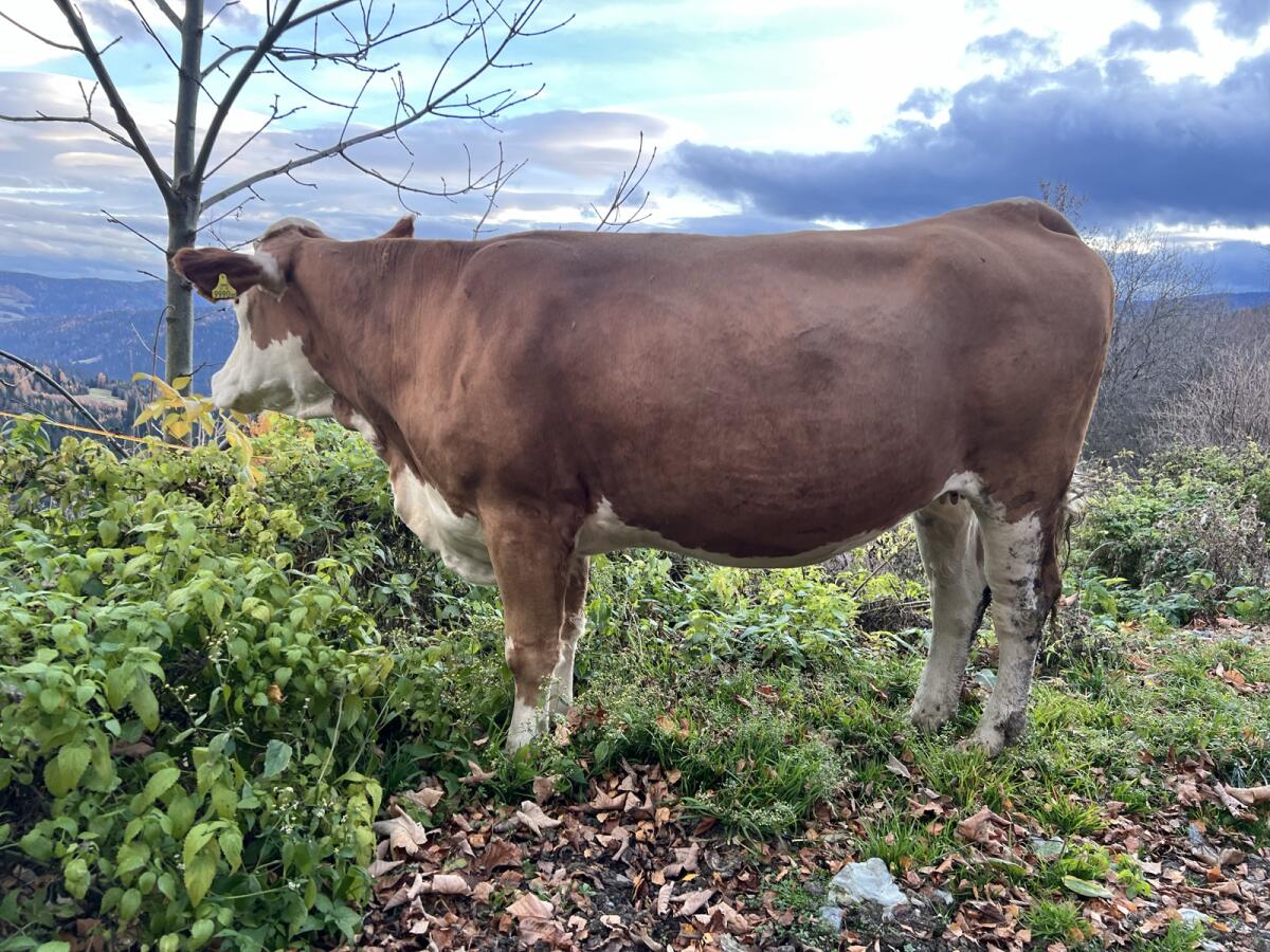 Hochträchtige Fleckvieh Kalbin, Zuchtkalbin, FL 3