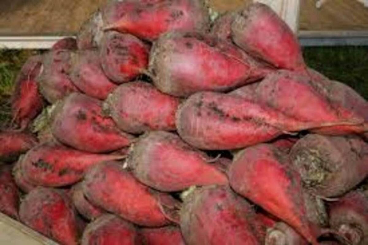 Futterrüben hallengelagert 1