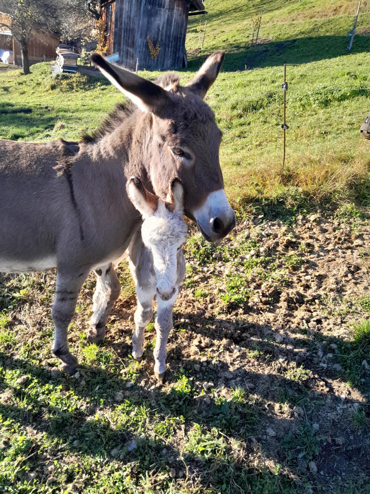 Miniaturzwergesel: Charly 2