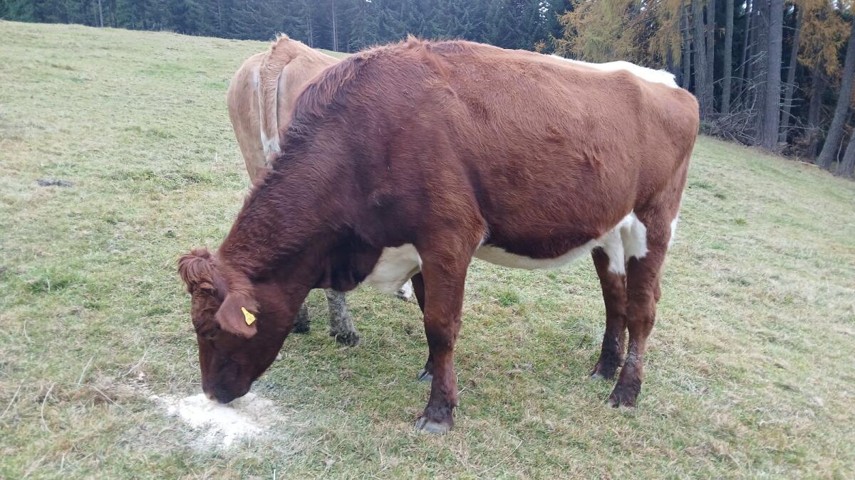 2 Bio Kalbinnen für Mutterkuh 2