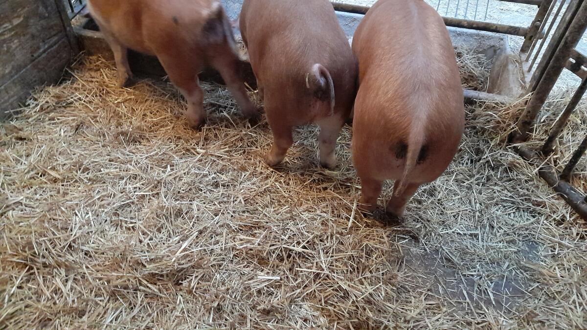 Mastschweine von 120 bis 200 kg 3