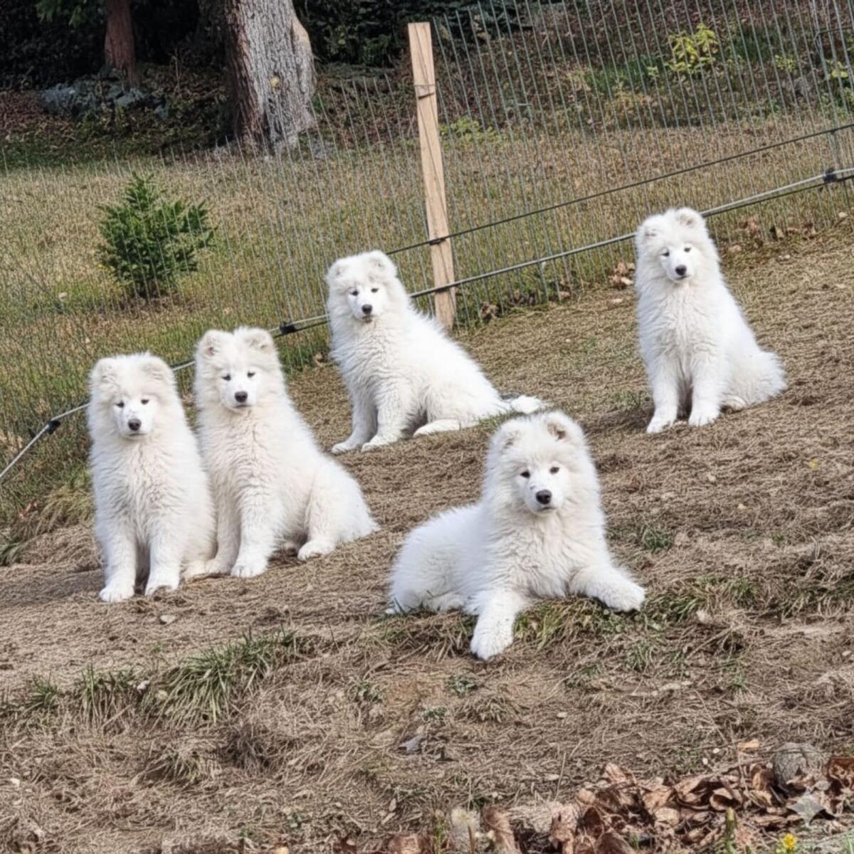 Entzückende reinrassige Samojeden-Welpen 1