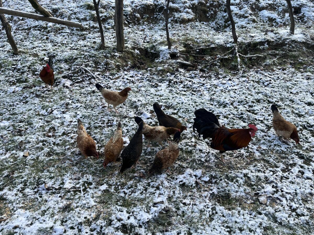 Steinpiperl, Stoahendel, Zwerghühner 3