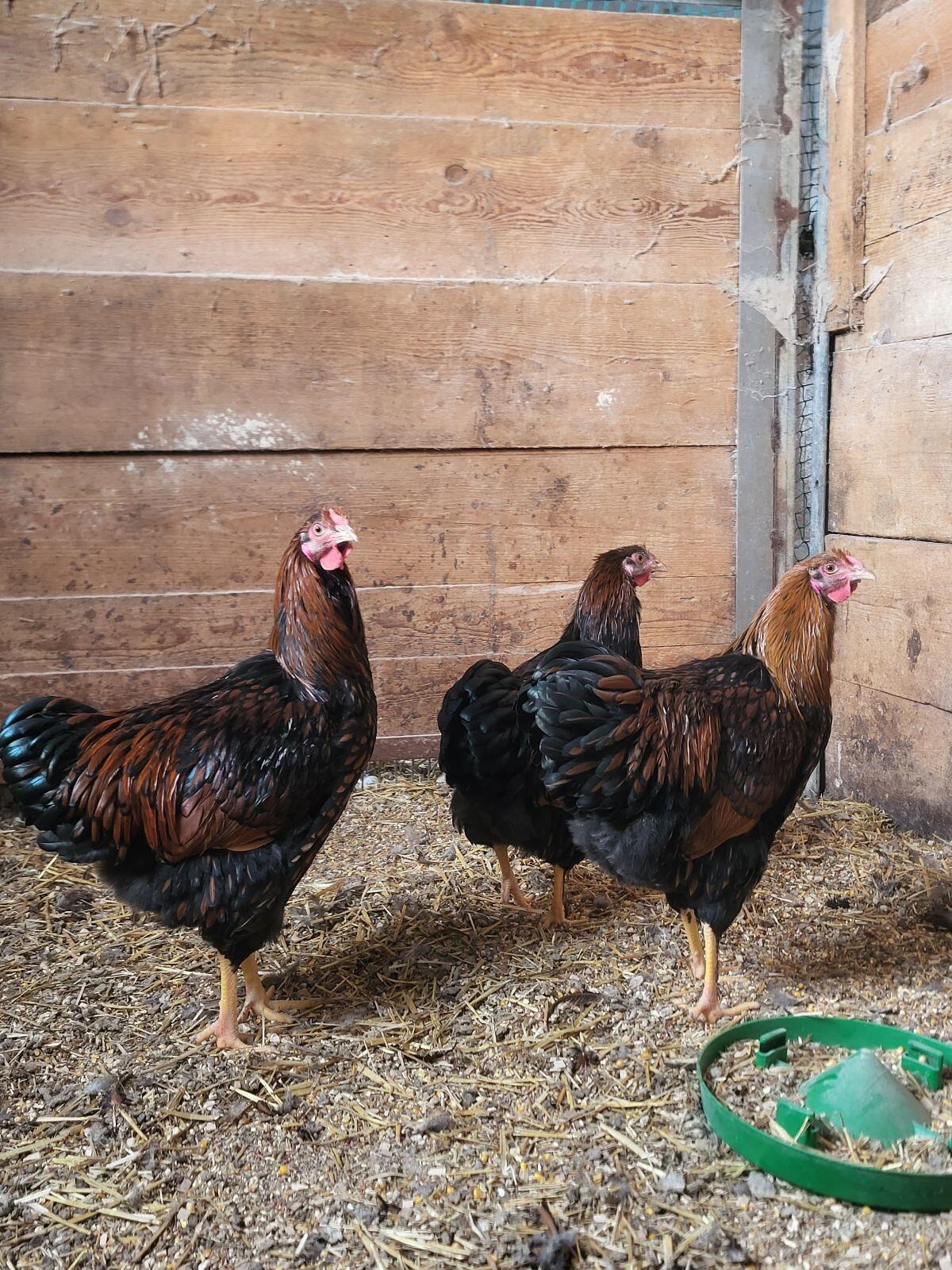 Wyandotten Hähne und Brahma Hähne zu verkaufen 3