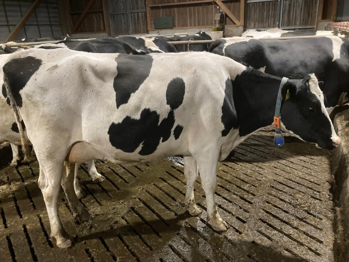 HF Erstlingskuh robotertauglich 1