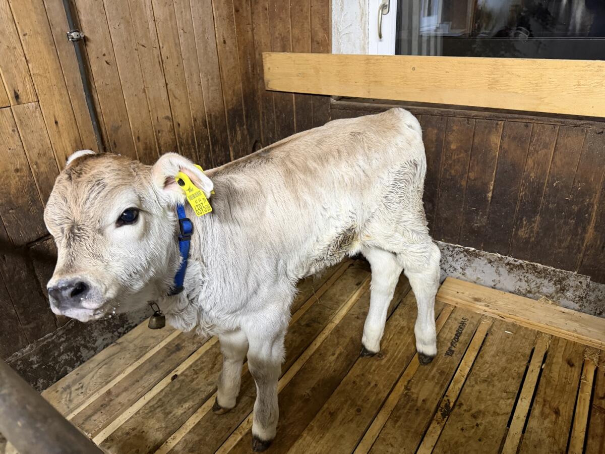 Weibliches Kalb Tiroler Grauvieh 2