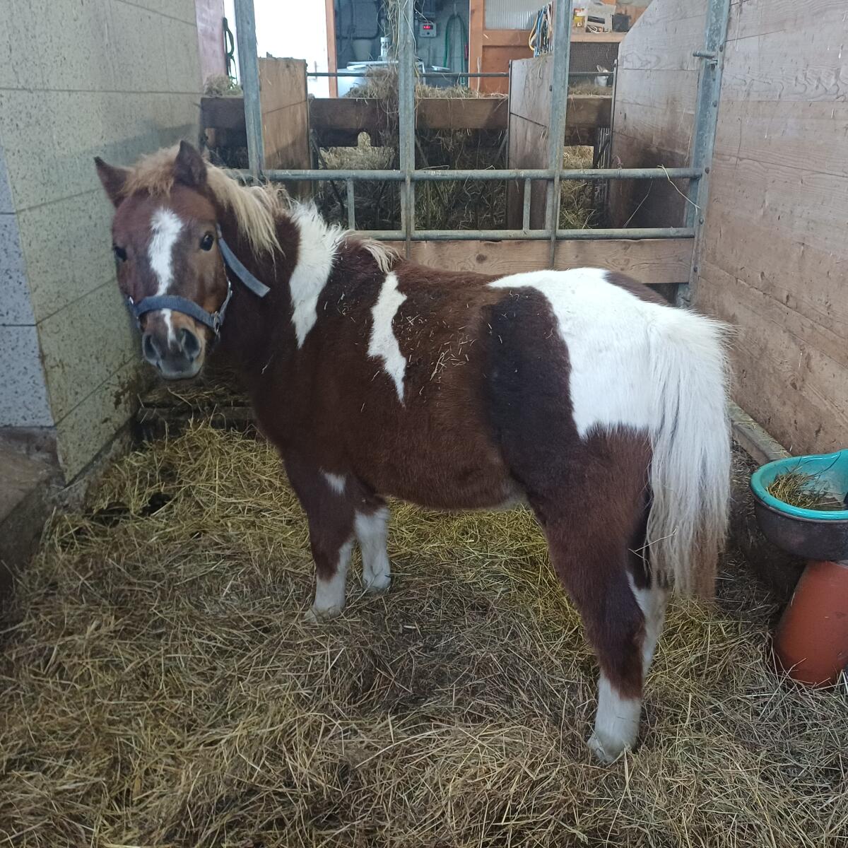 Shetty-Ponywallach 1