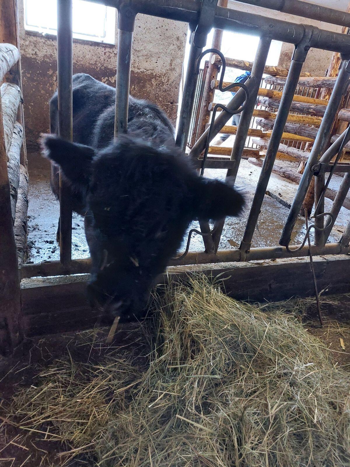 Bio - Aberdeen Angus Stier 2