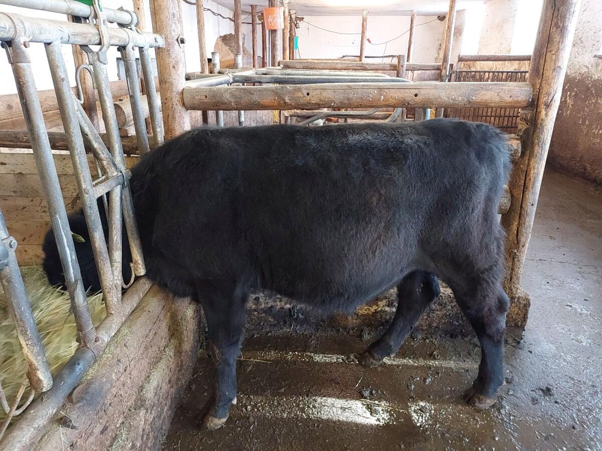 Bio - Aberdeen Angus Stier 3