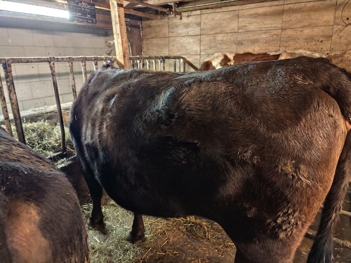 Schlachtreifes Kreuzungsrind 50% Wagyu, 50% BS 2