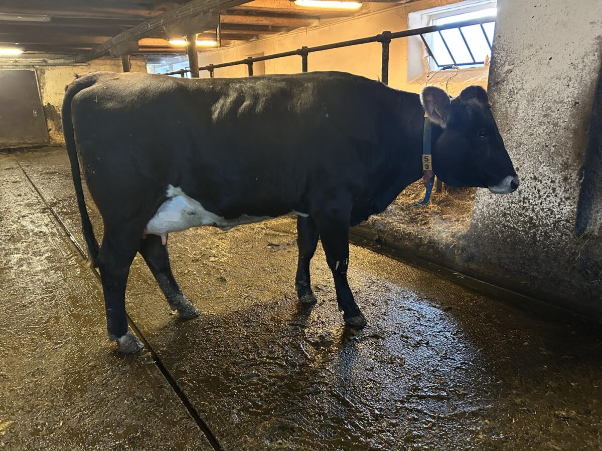 Erstlingskuh Bio FV*BV 1