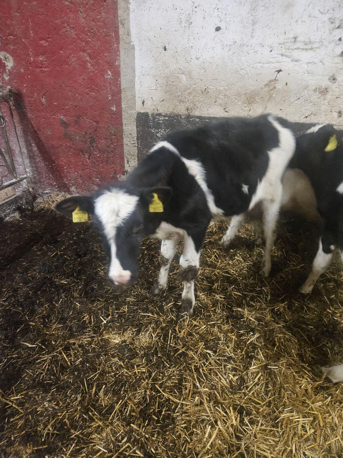 Holstein Stierkälber 2