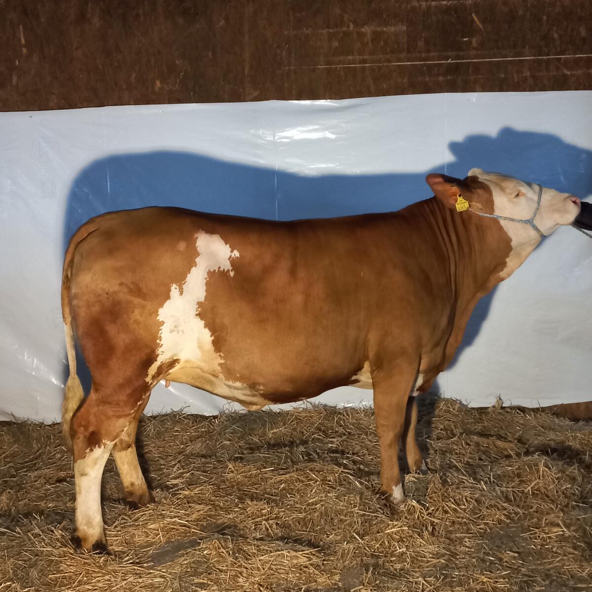 Verkaufe trächtige Kalbin 1