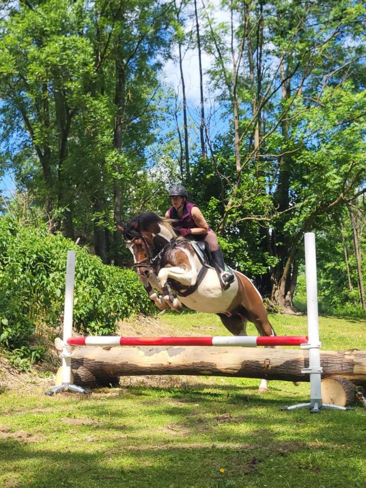 Mr. RONALDO, geb. 2016 und 1,60 m groß 2
