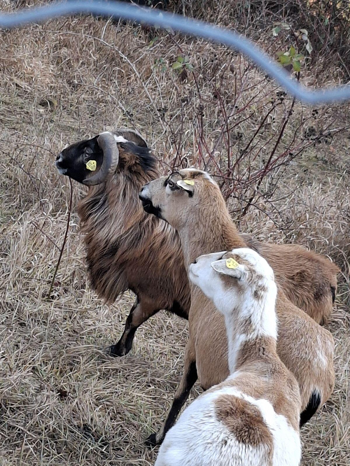 Kamerun Schaf Bock zum Abgeben 1