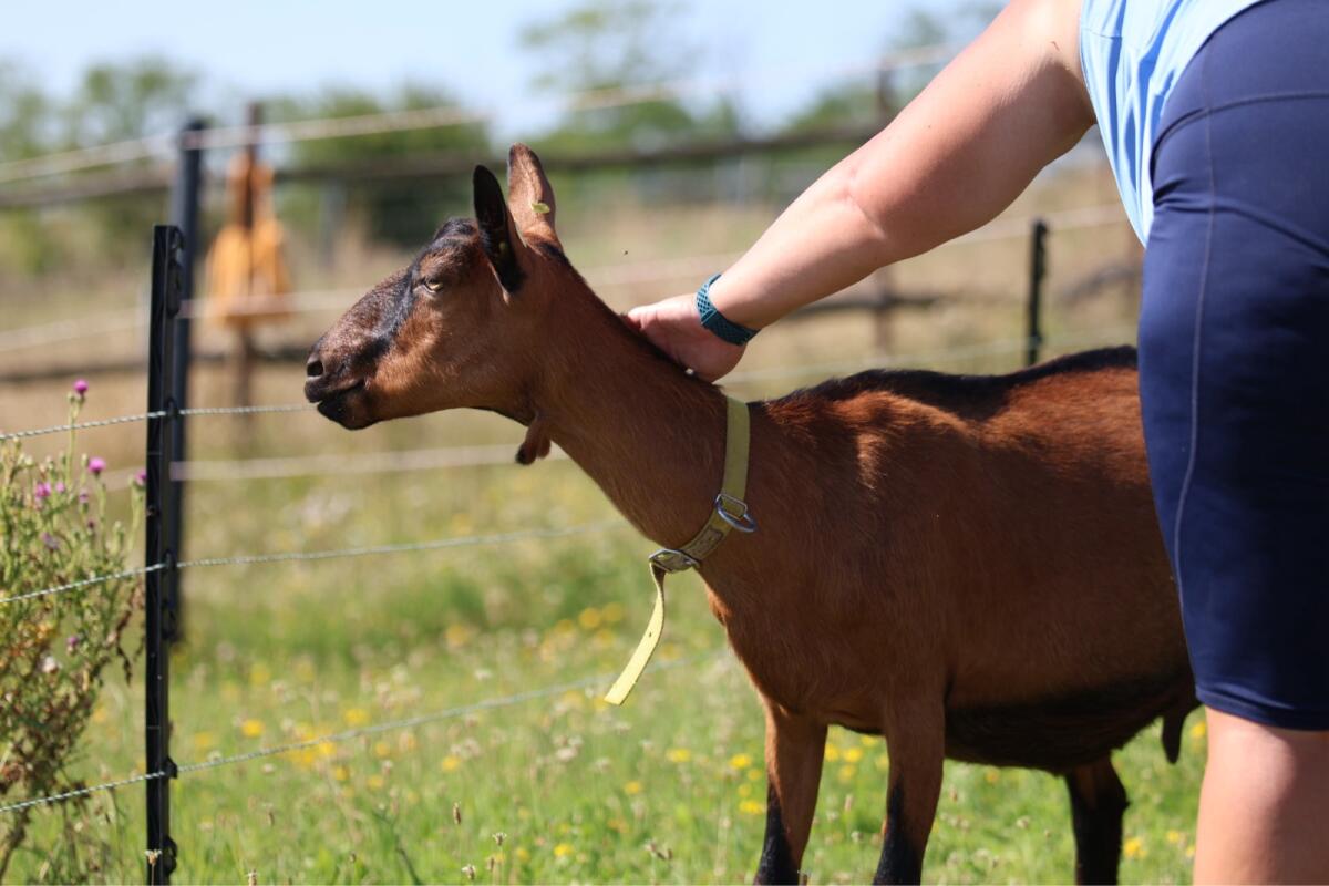 Gemsfarbige Gebirgsziegen GGZ 2