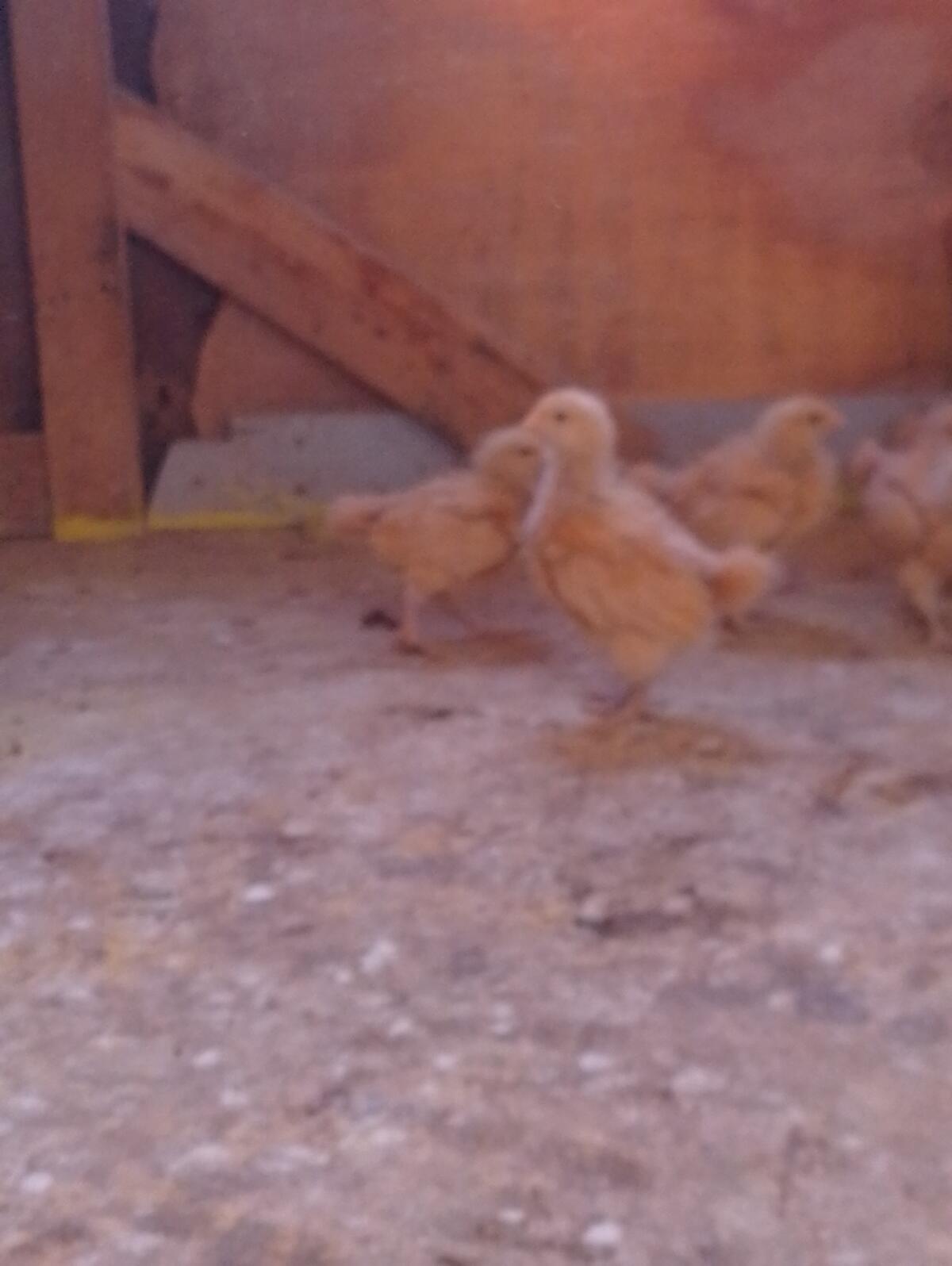 Orpington Gelb und Schwarz-Weiß-Gescheckt Küken 3