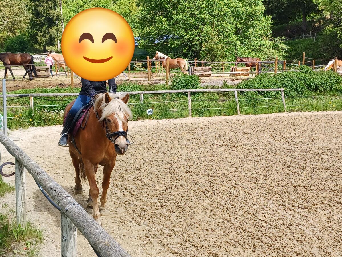 21-jährige Haflingerstute 3