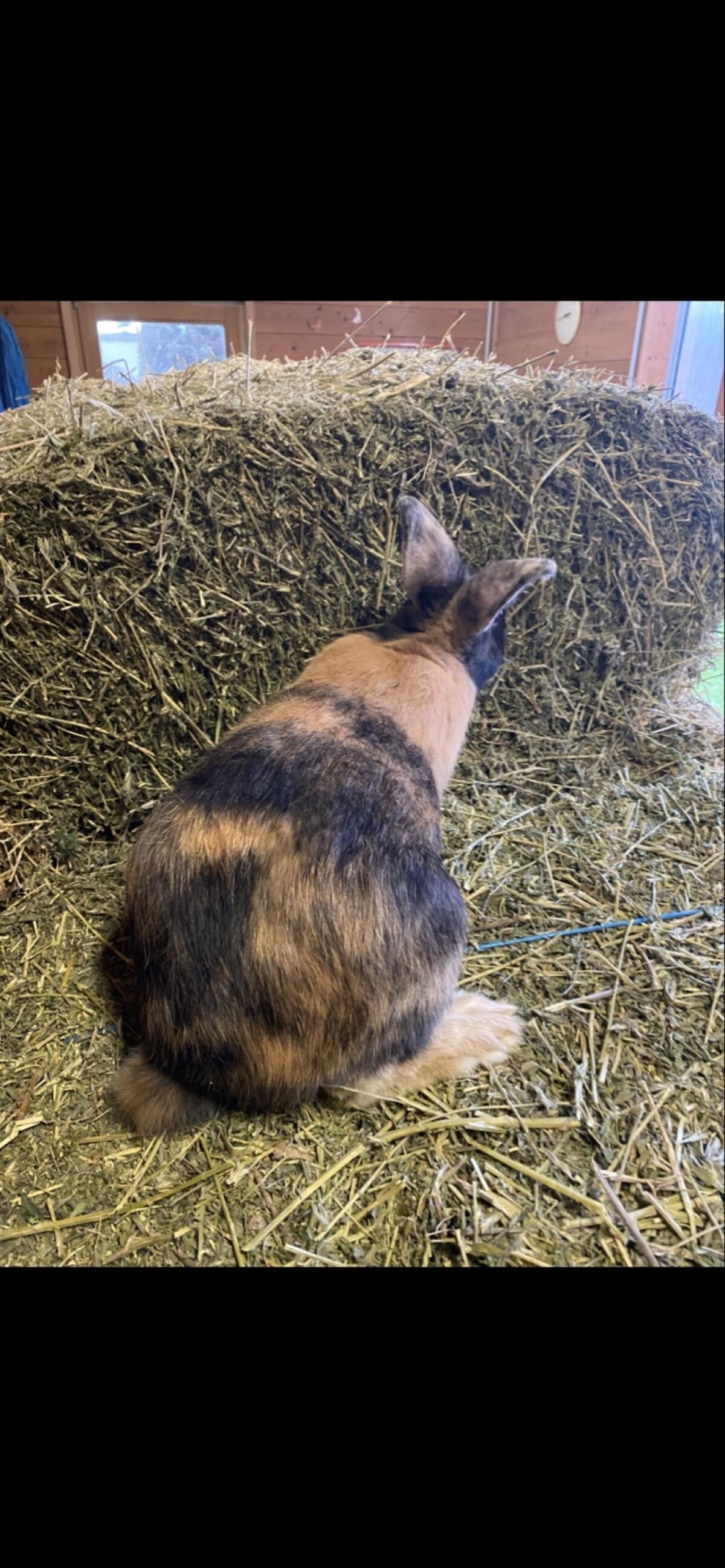 Rammler zu verkaufen 2