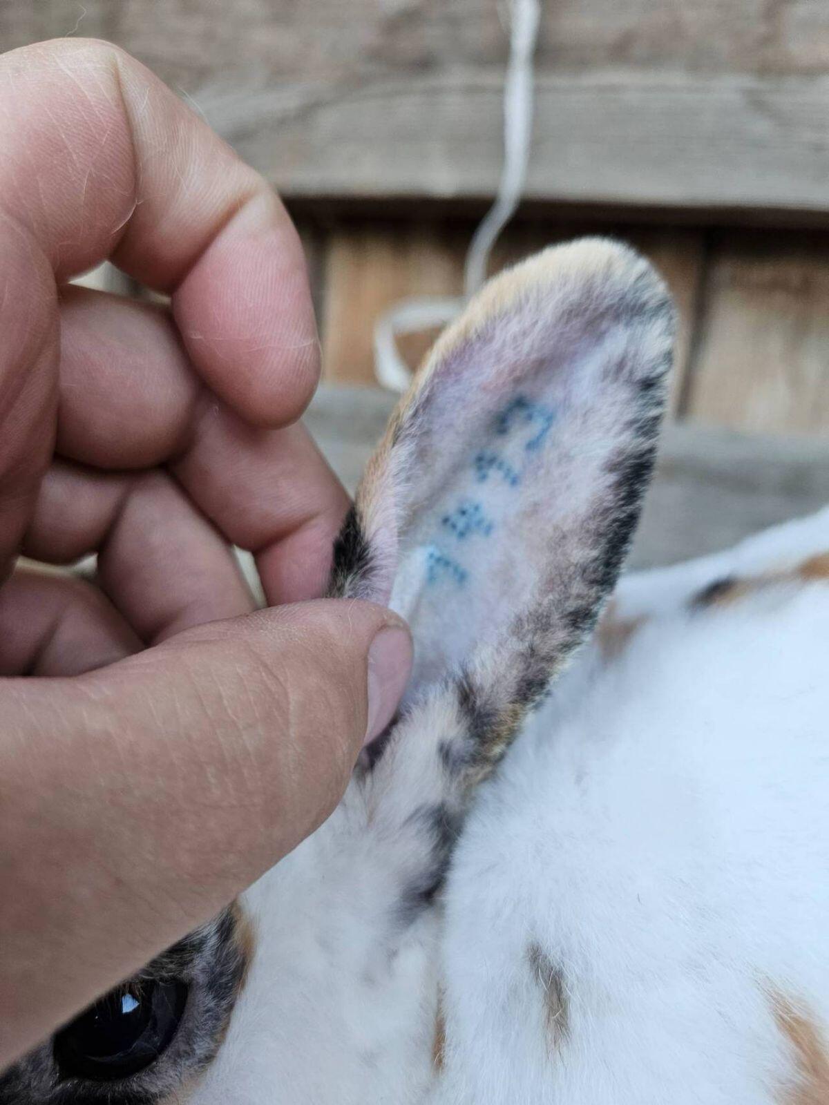 Rex Kaninchen Rammler 2