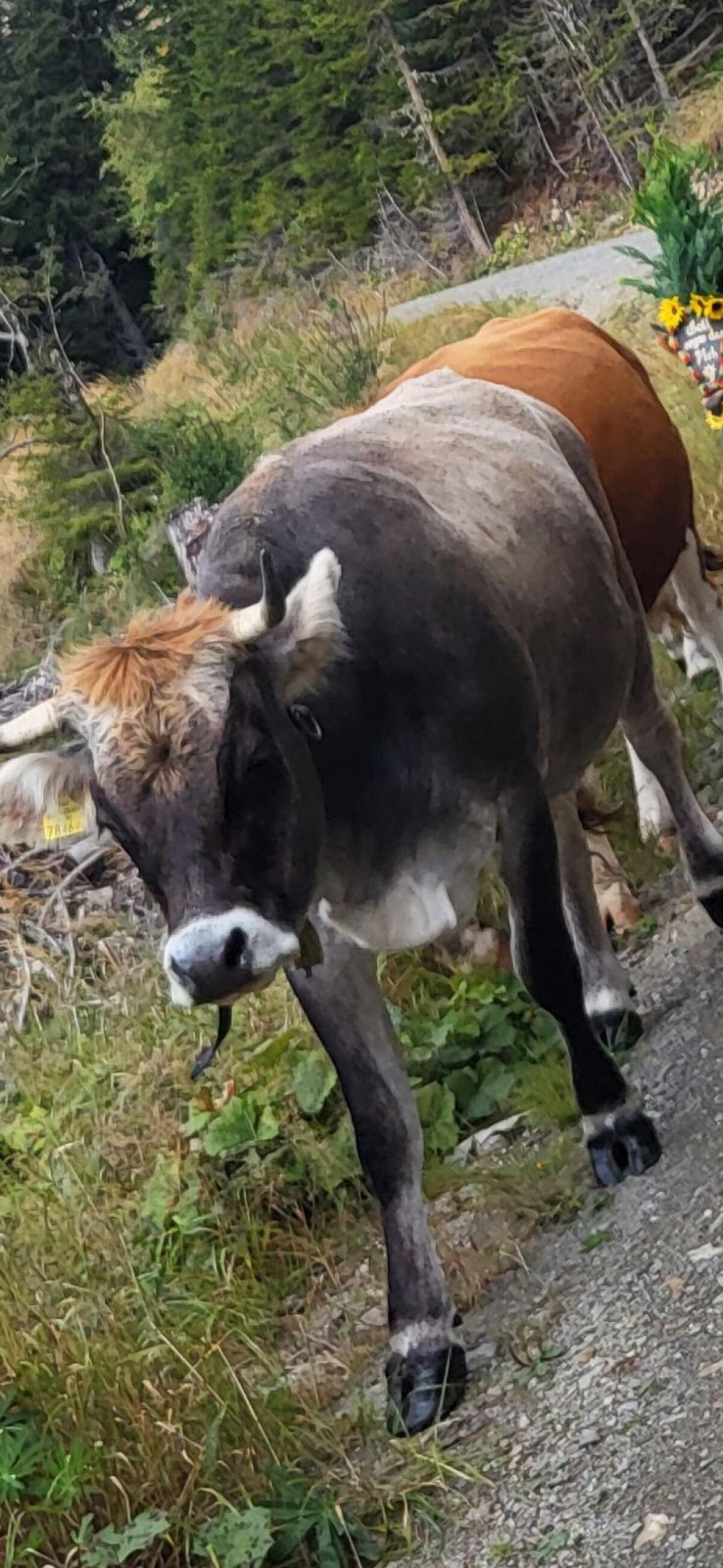 Tiroler Grauvieh Kuh 2