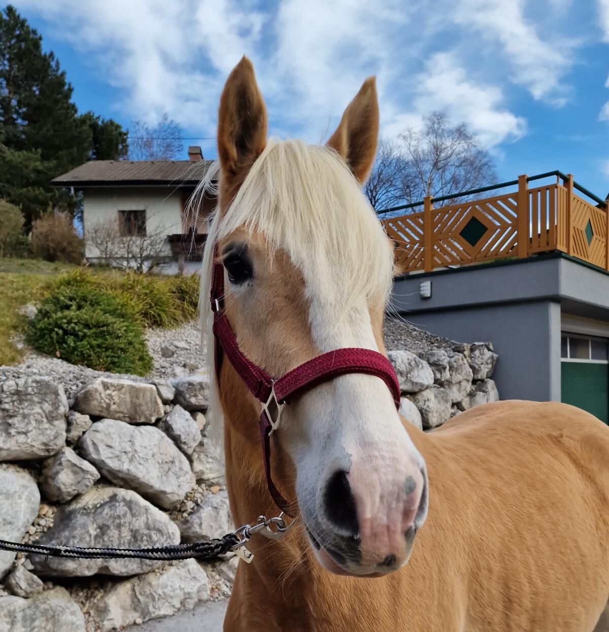 2,5-jährige Haflingerstute Leonora-W 1