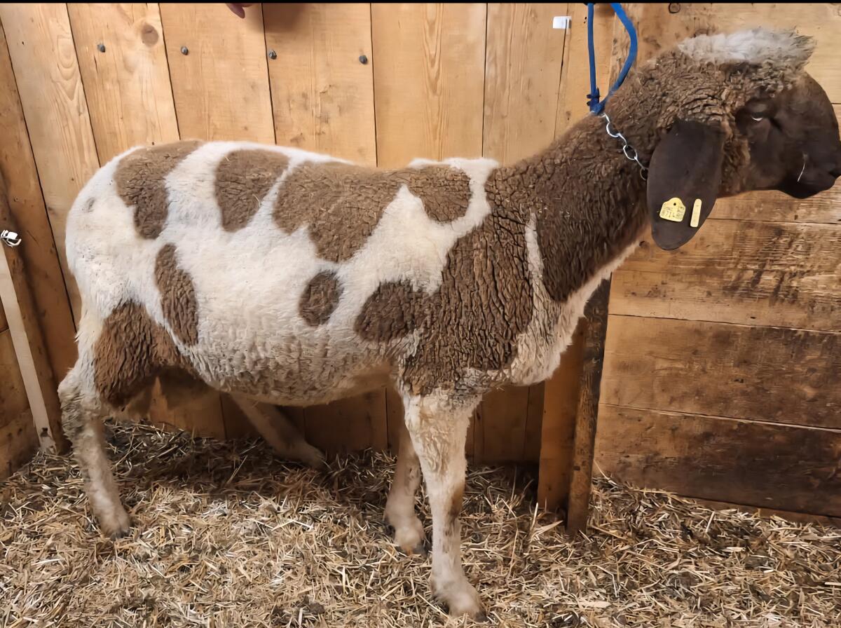 2-jähriger Braun-weißer Widder 2