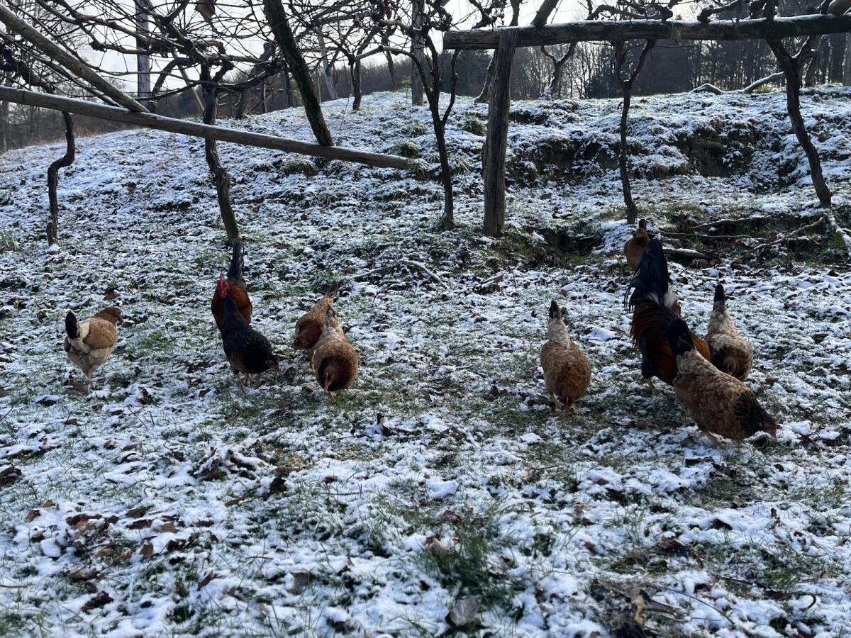 Steinpiperl, Stoahendel, Zwerghühner 1