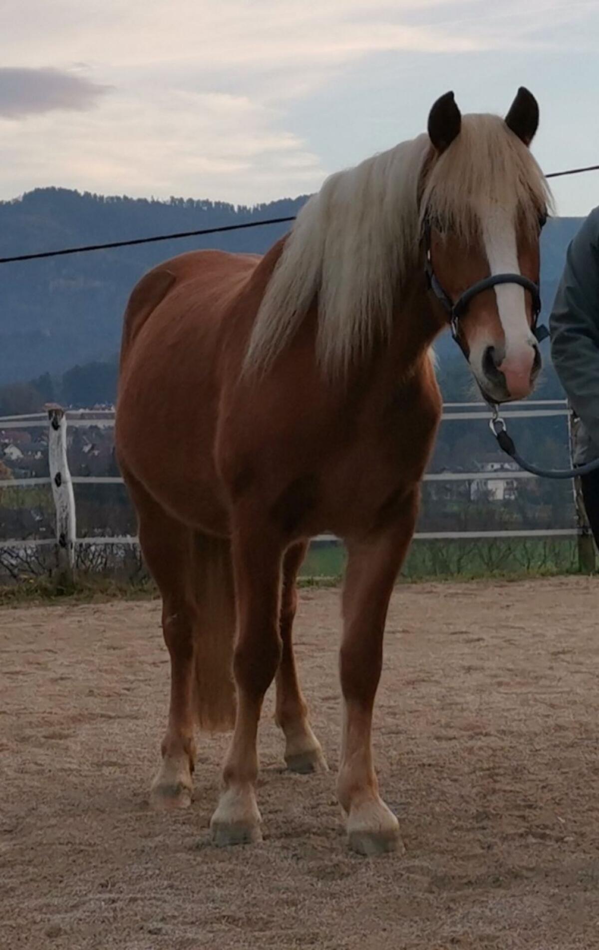 Liebe Haflingerstute von PrH Arsenal 1