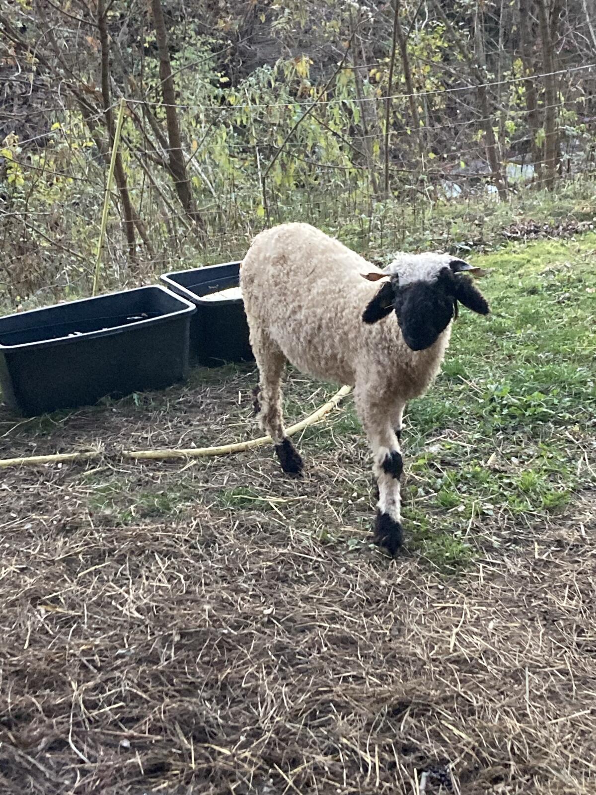 Walliser Schwarznase Lamm weiblich 2