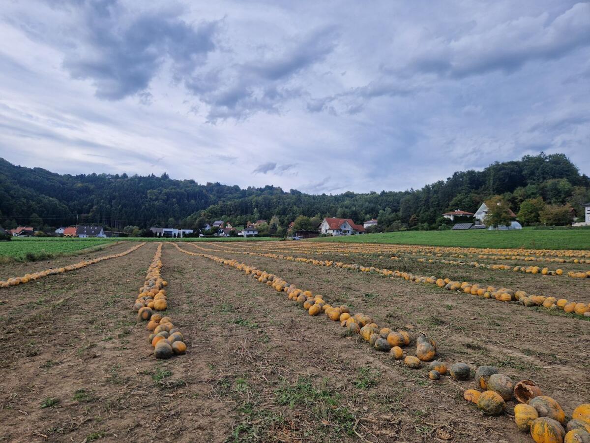 Kürbiskerne Sorte Rustikal 3