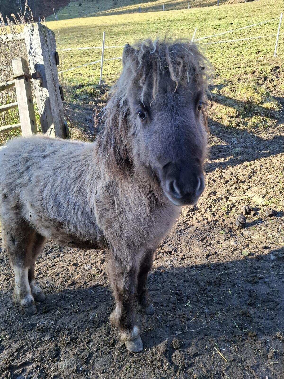 Minipony Hengstfohlen 2