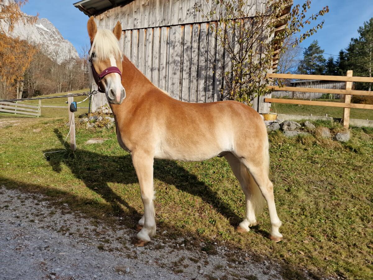 Haflingerwallach Bertoli-W 3