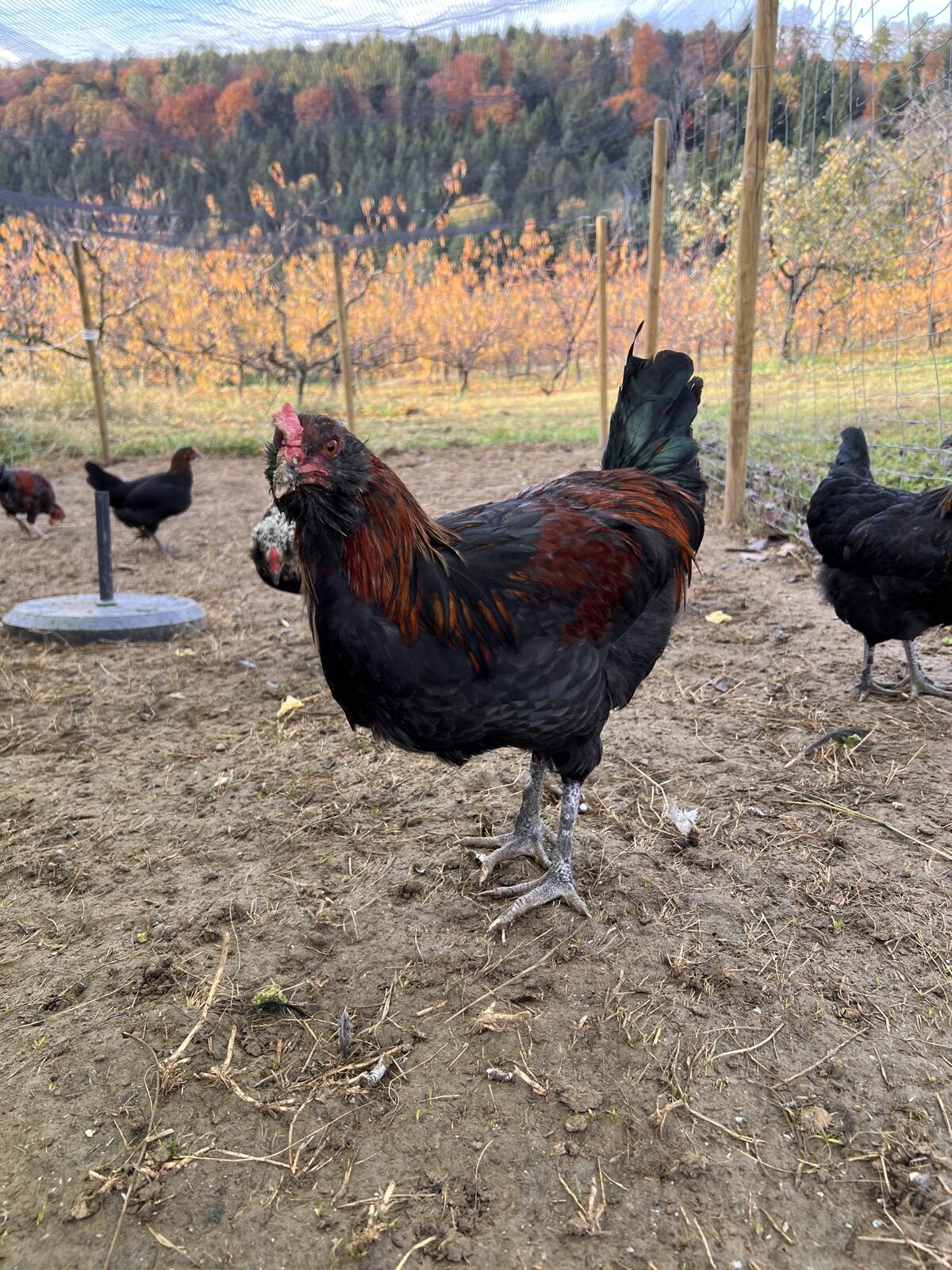 Verkaufe Junghähne, 3 Stk. 1