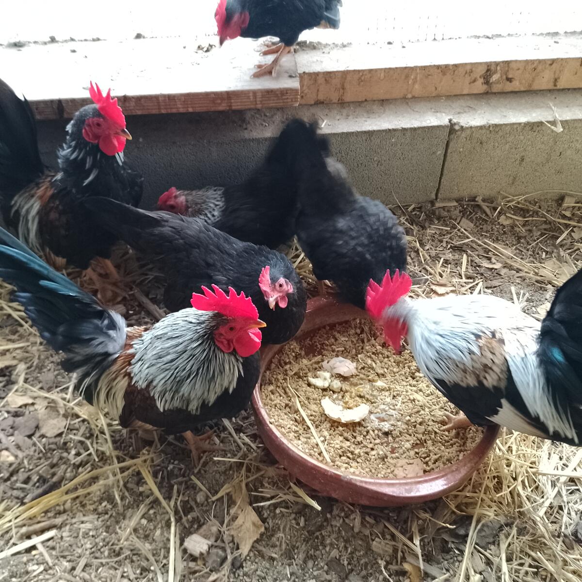 Europäische Serama Hähne 2