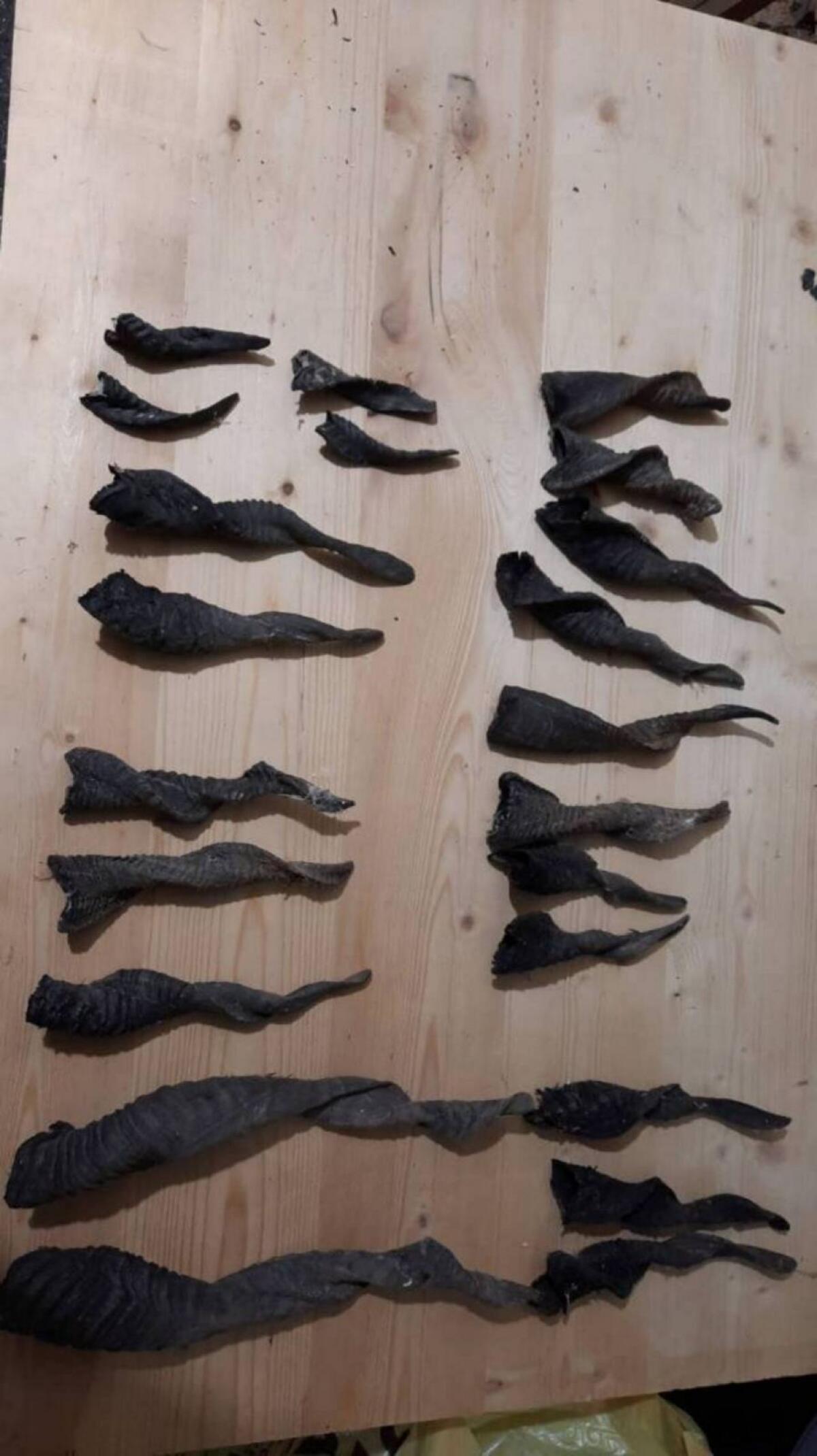 Zackelschafhörner 1