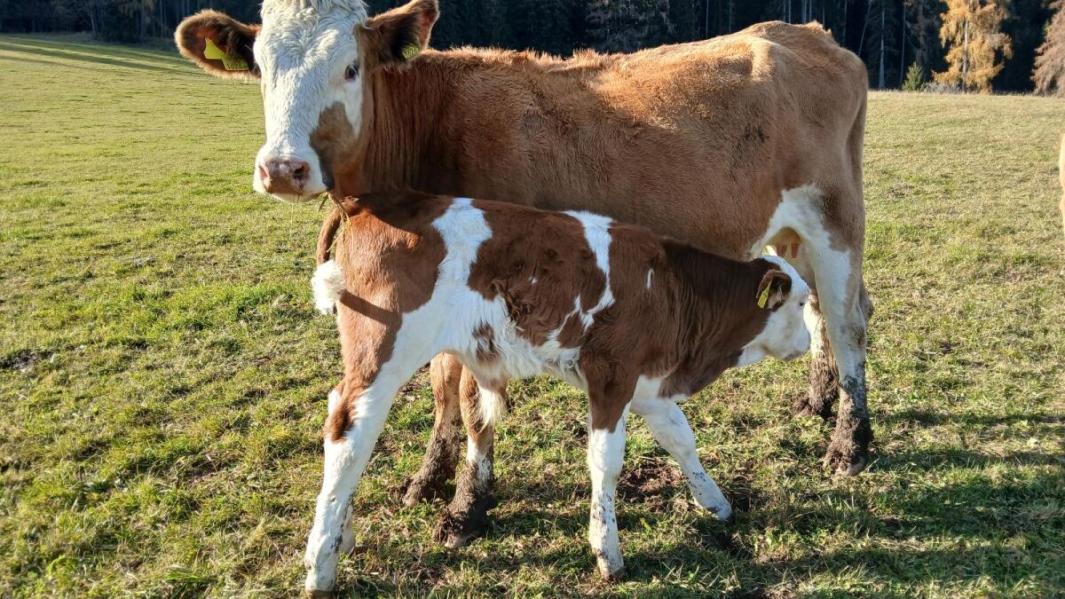 Bio Mutterkuh mit Stierkalb 1