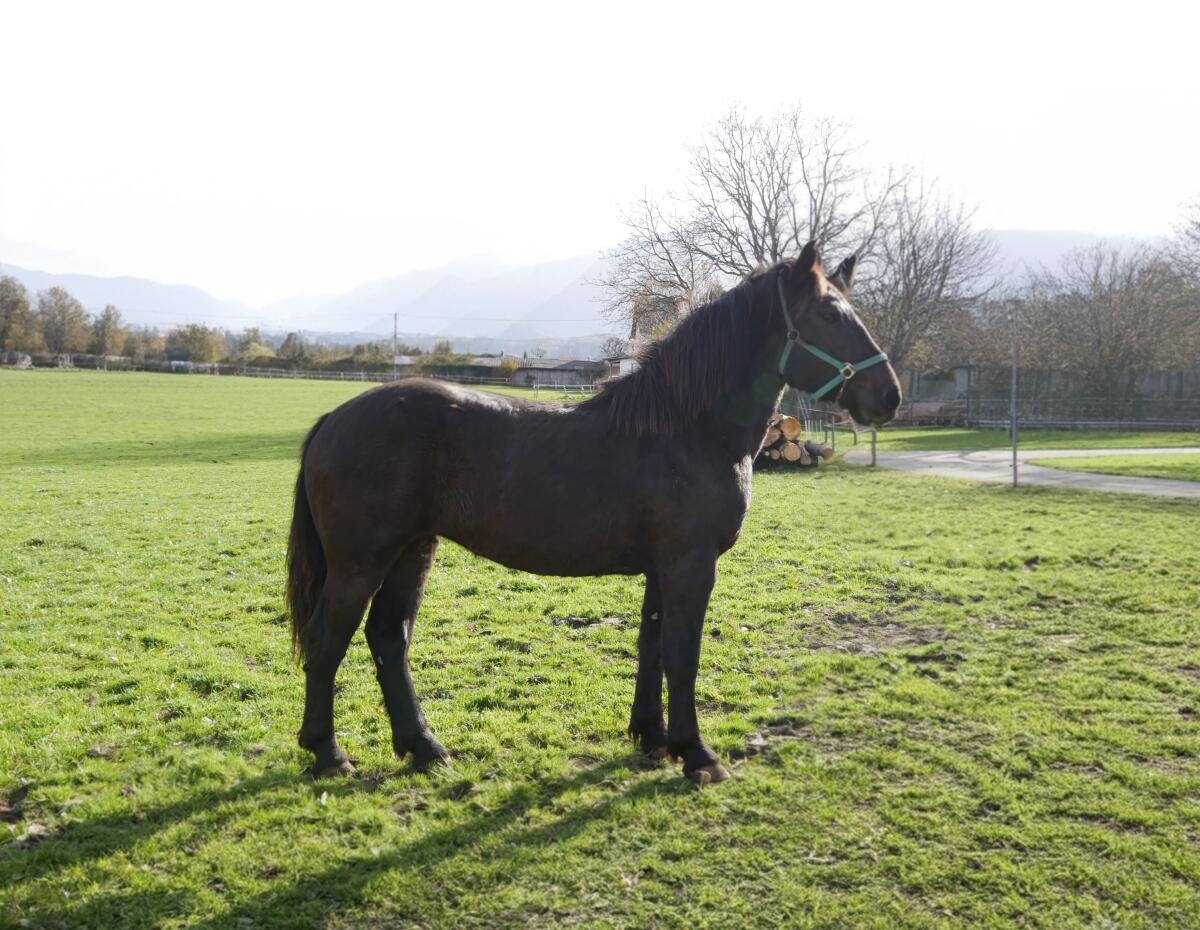 Typvoller Noriker-Stutjährling zu verkaufen 1