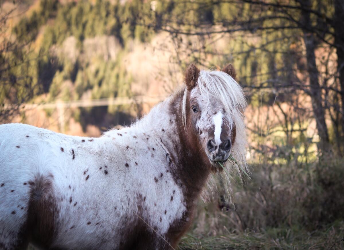 Minipony Stute für Freizeit und Abenteuer 1
