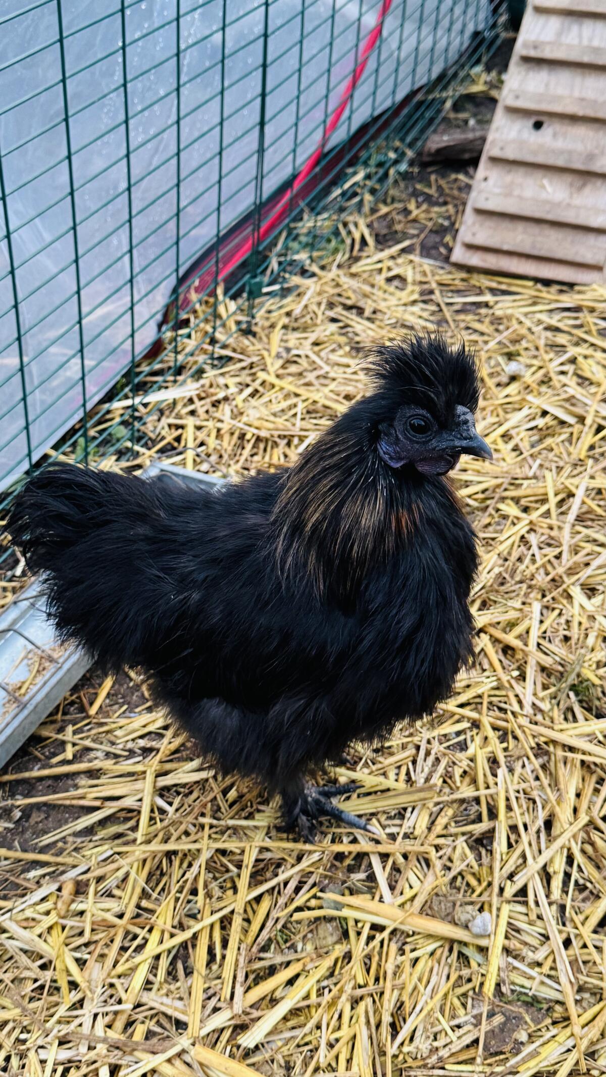 Liebes Zwergseidenhuhn/Junghahn (4 Monate +/-) 3