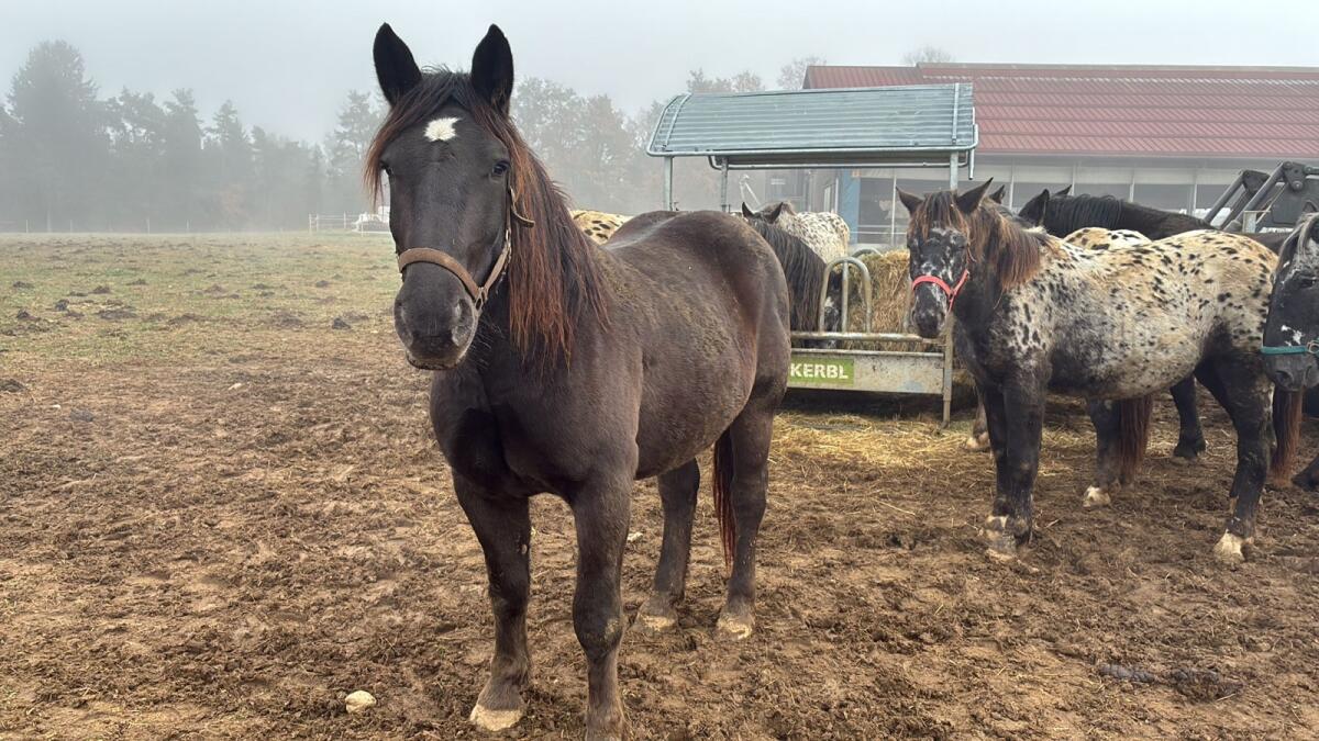 Verkaufe zwei Noriker Stuten 1