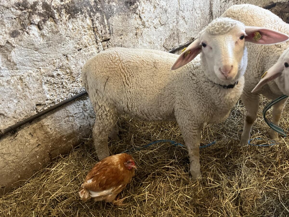 Merino Jungwidder BIO 3