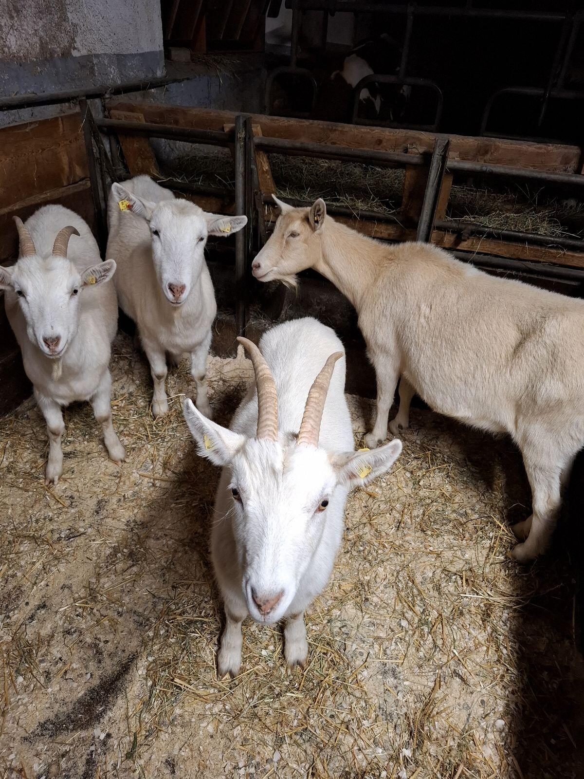 Ziegen zu verkaufen 1