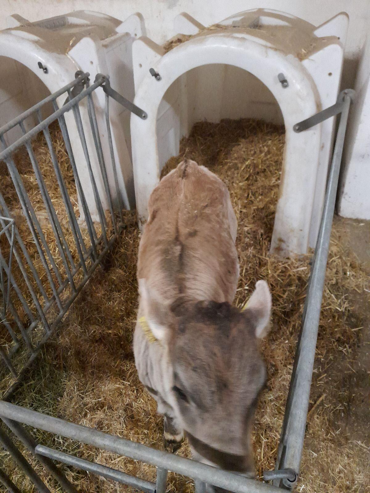 Verkaufe 2 graue Stierkälber 1