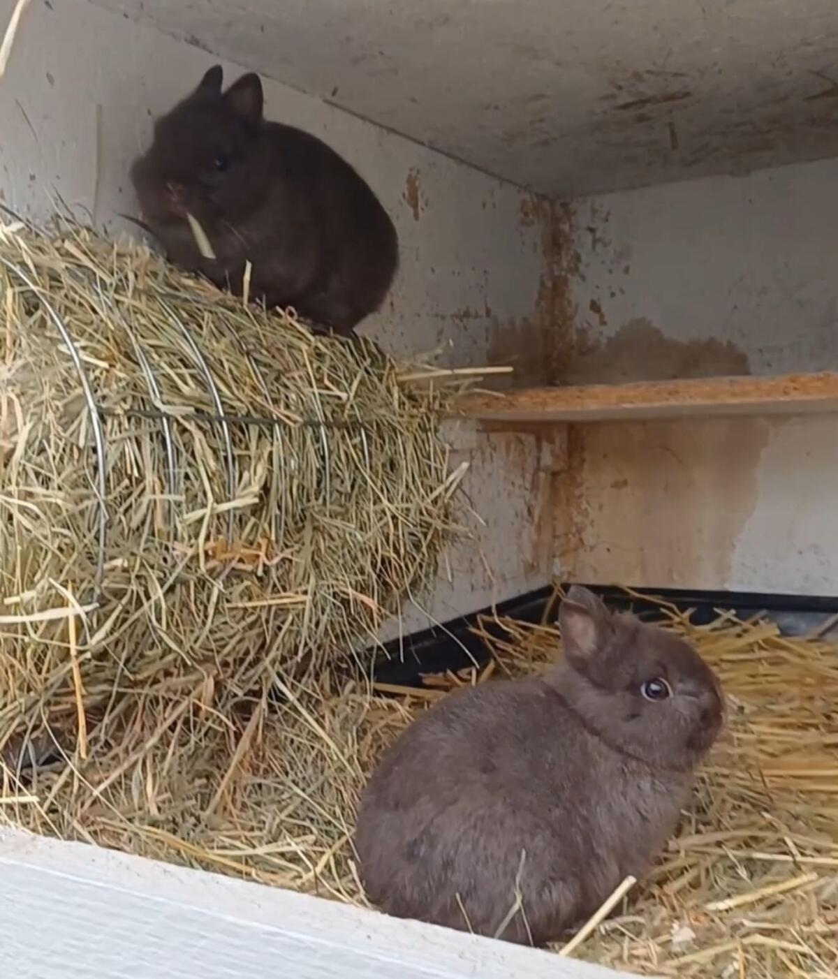 Farbenzwerg Havanna, Zwergkaninchen, Kaninchen 2